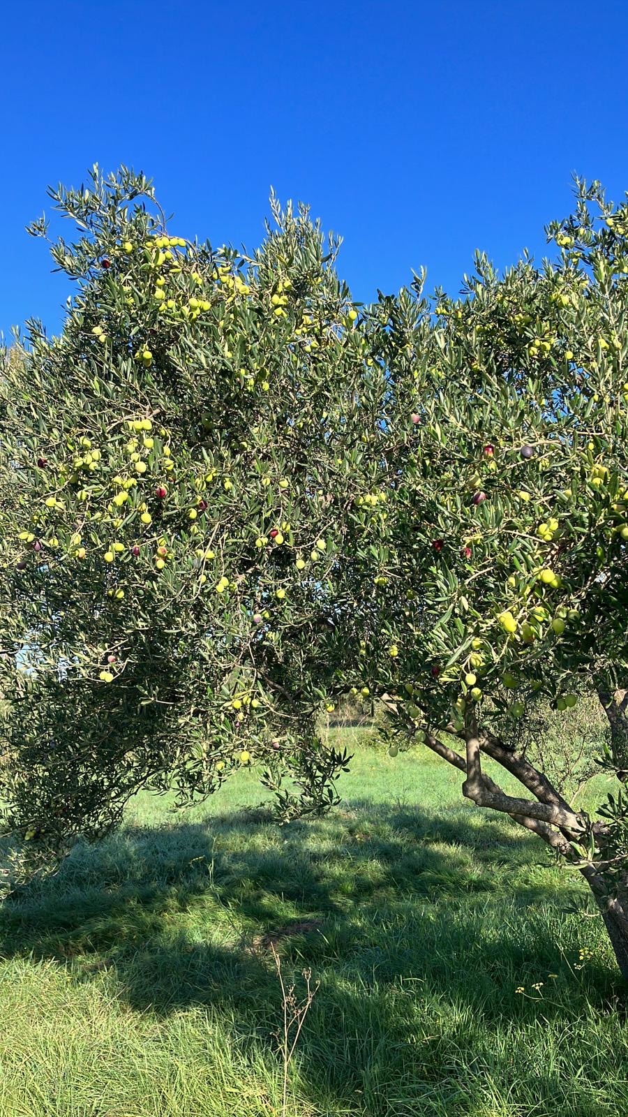 Olive trees hero